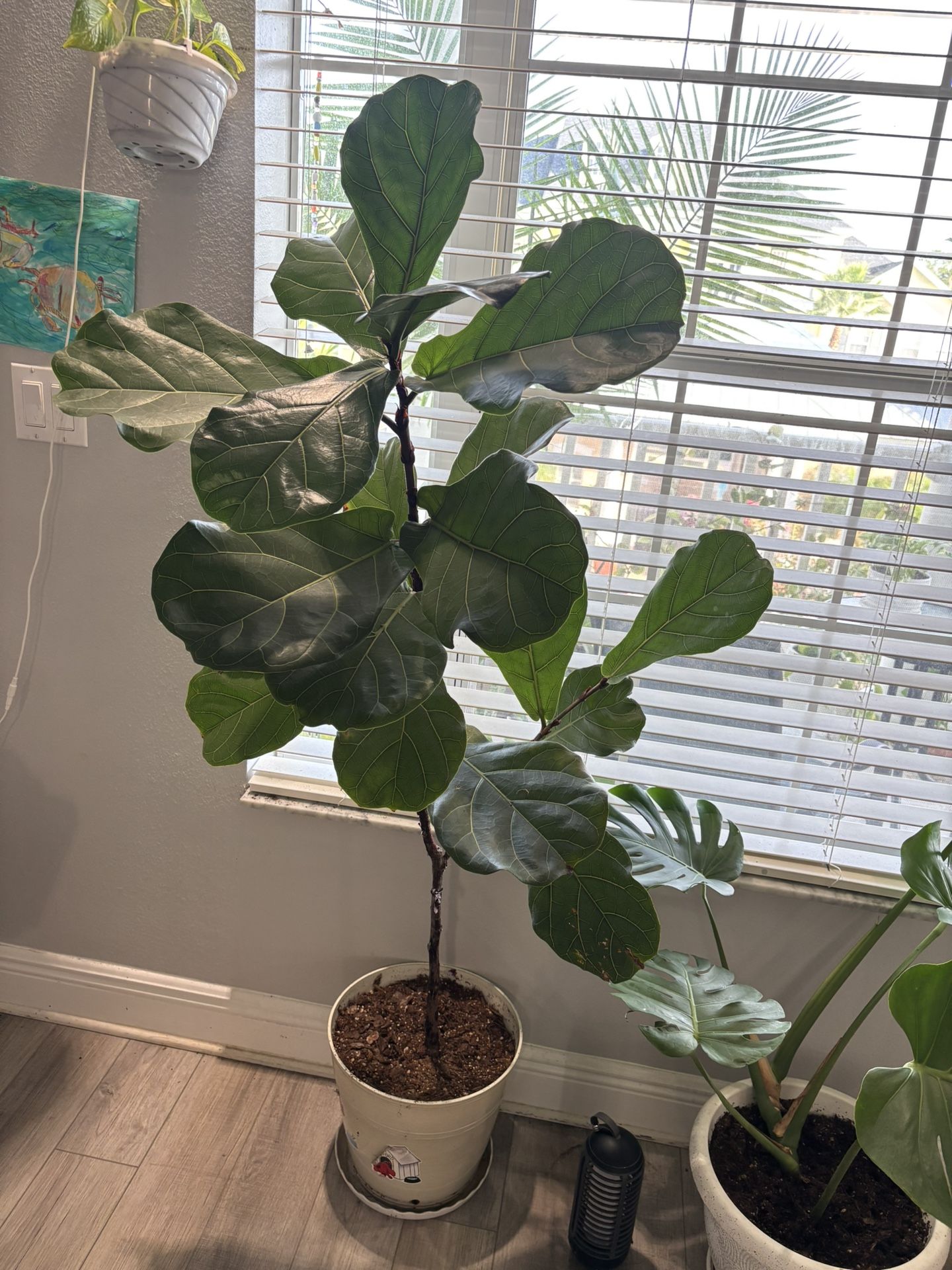 Fiddle Leaf Fig