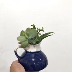 Succulent Plants