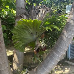 Superbum Staghorn
