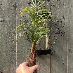 Phoenix roebelenii Palm Tree