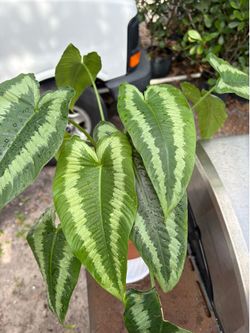 For sale plants
