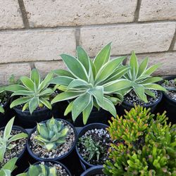 Agave "Ray of Light" 2 Gallon For $10