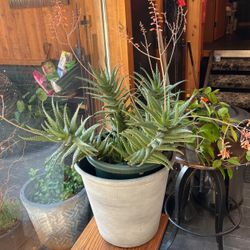 Huge Aloe Plants 