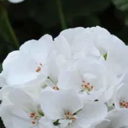 Pelargonium/Geranium  “Americana White” Plant.