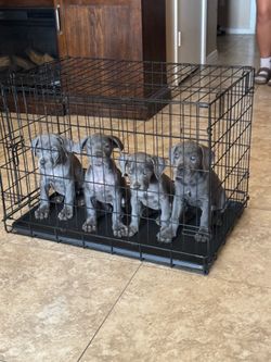 Puppy kennel