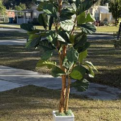 Decorative, Artificial Rubber Tree