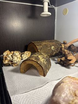 Reptile condo habitat