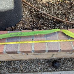 Dragon Fruit Cutting- Country Roads Variety 