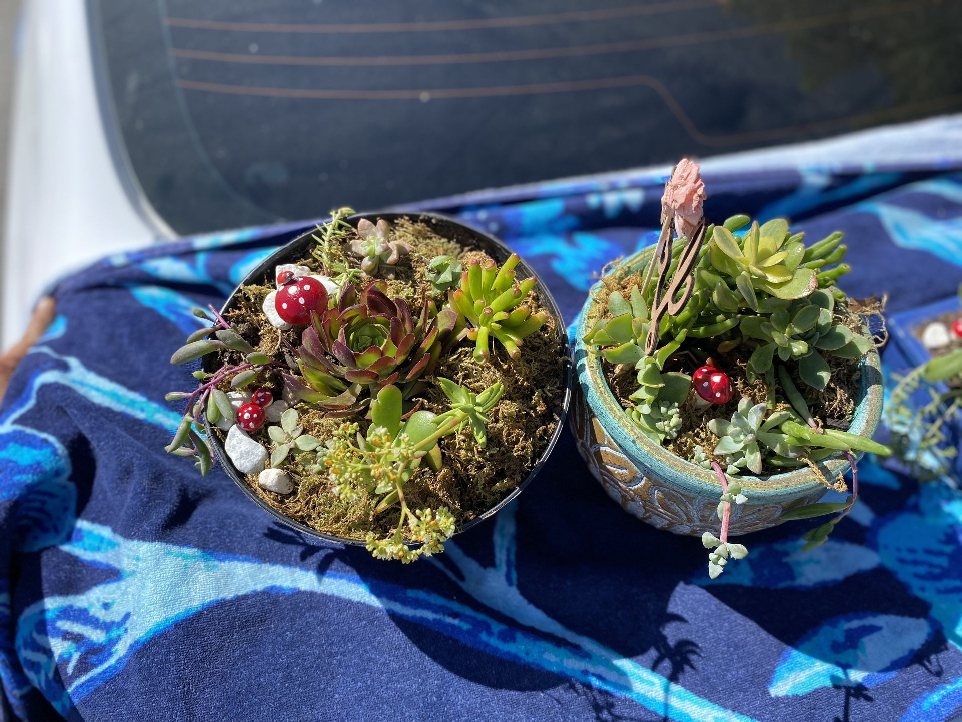 Mothers Day Succulents 