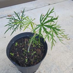 Coral Plant 