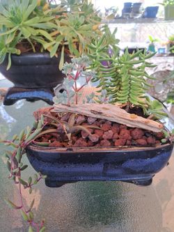 Succulent Garden