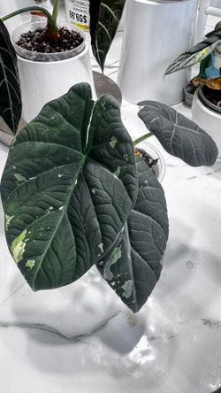Alocasia maharani Albo