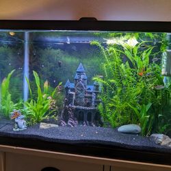 20 Gallon Fish Tank