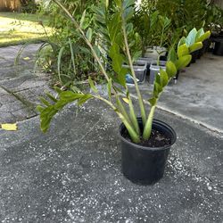 Zamioculcas zamiifolia (ZZ Plant)