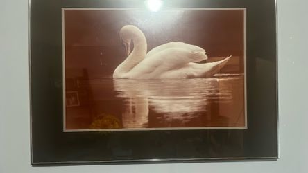 Swan Wall Glass Photo