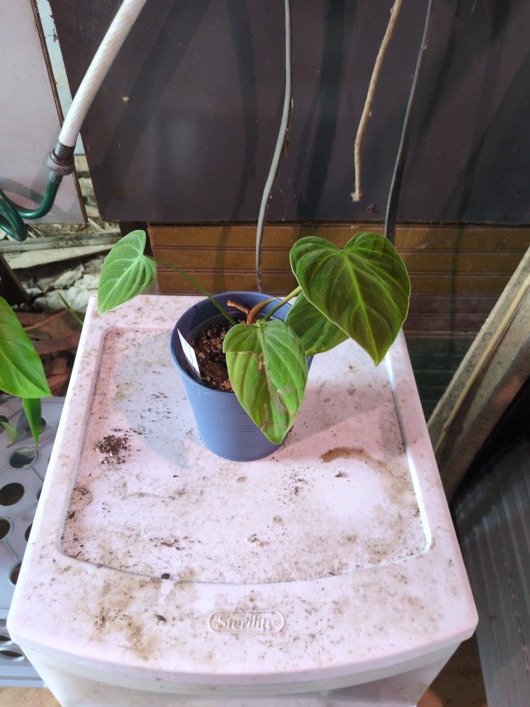 Philodendron 'El Choco Red'