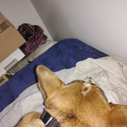 Iso TVs And Air mattress 