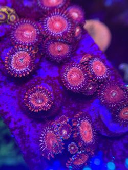Fake Salted Agave zoas coral aquarium decoration