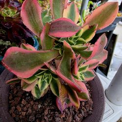 Aeoniums Aeonium Variegated Maple Leaf Pick Up In Upland 