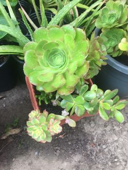 Assorted plants