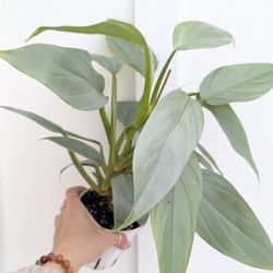 Philodendron Hastatum Silver Sword Plant 4" Pot - Indoor House Plants