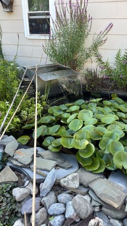 $250 Garden Pond, Custom Stainless Biofilter, Pumps