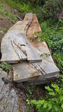 FREE large wood slabs.  Fire wood or big table top?
