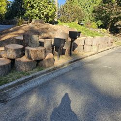 Free Douglas fir rounds freshly cut
