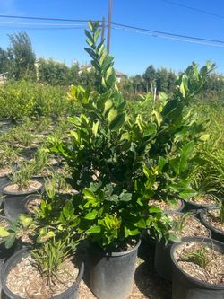 Ligustrum 5gallon