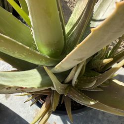 Aloe Vera 