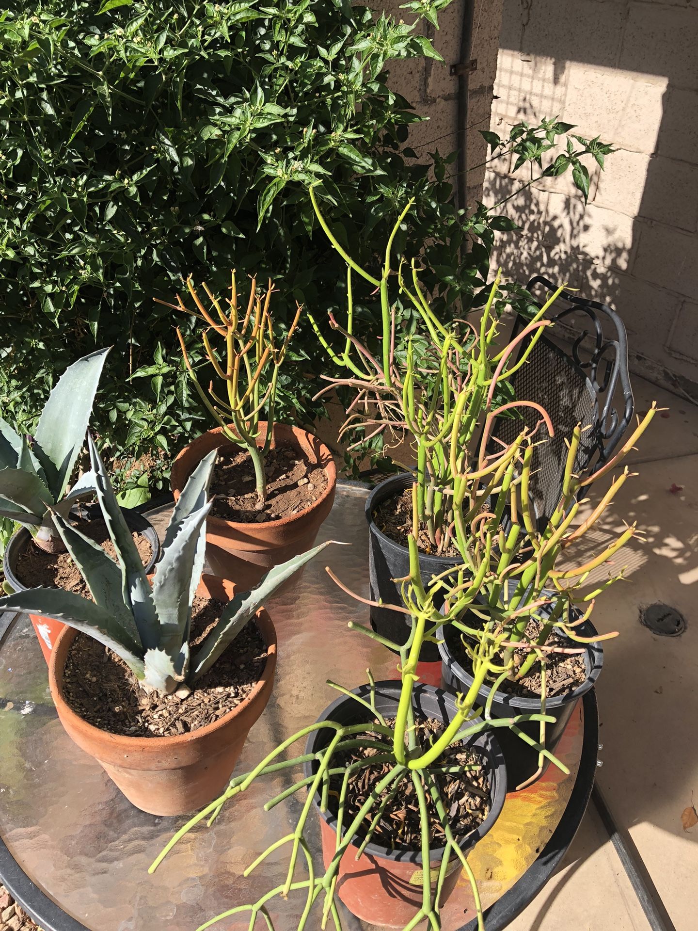 Kinds of Outdoors Plants