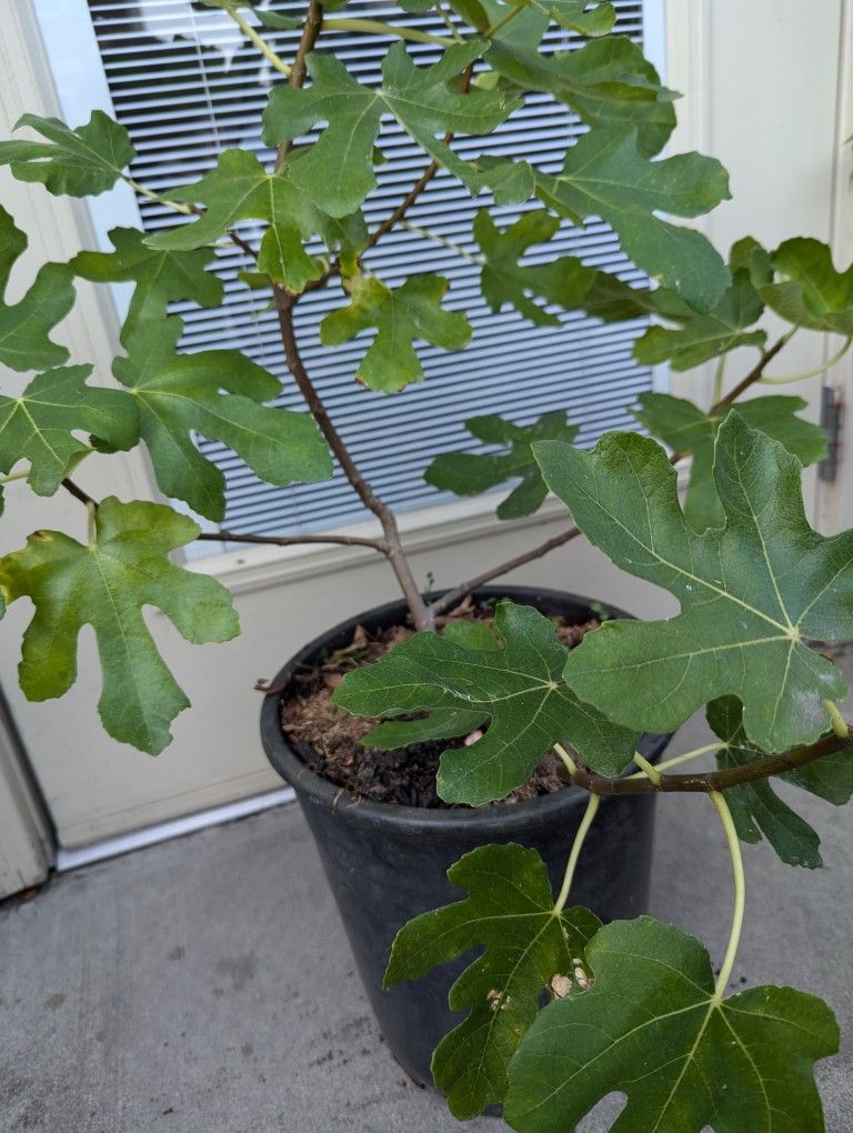 Tree Organic Fig Price negotiable
