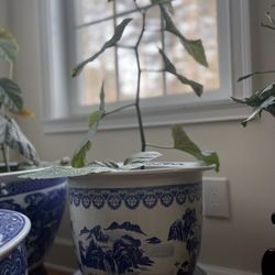 Angle Wing Plant with china pot 