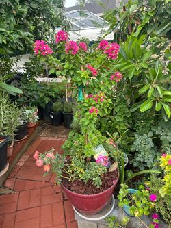 Bougainvillea and roses