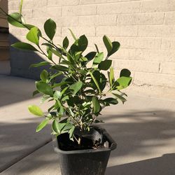Ficus  Plant
