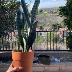 Snake Plant Healthy