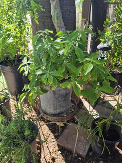 Mexican honeysuckle plant