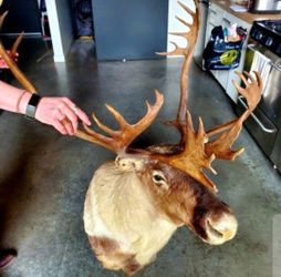 CARIBOU (elk, deer, reindeer) Taxidermy Shoulder Mount