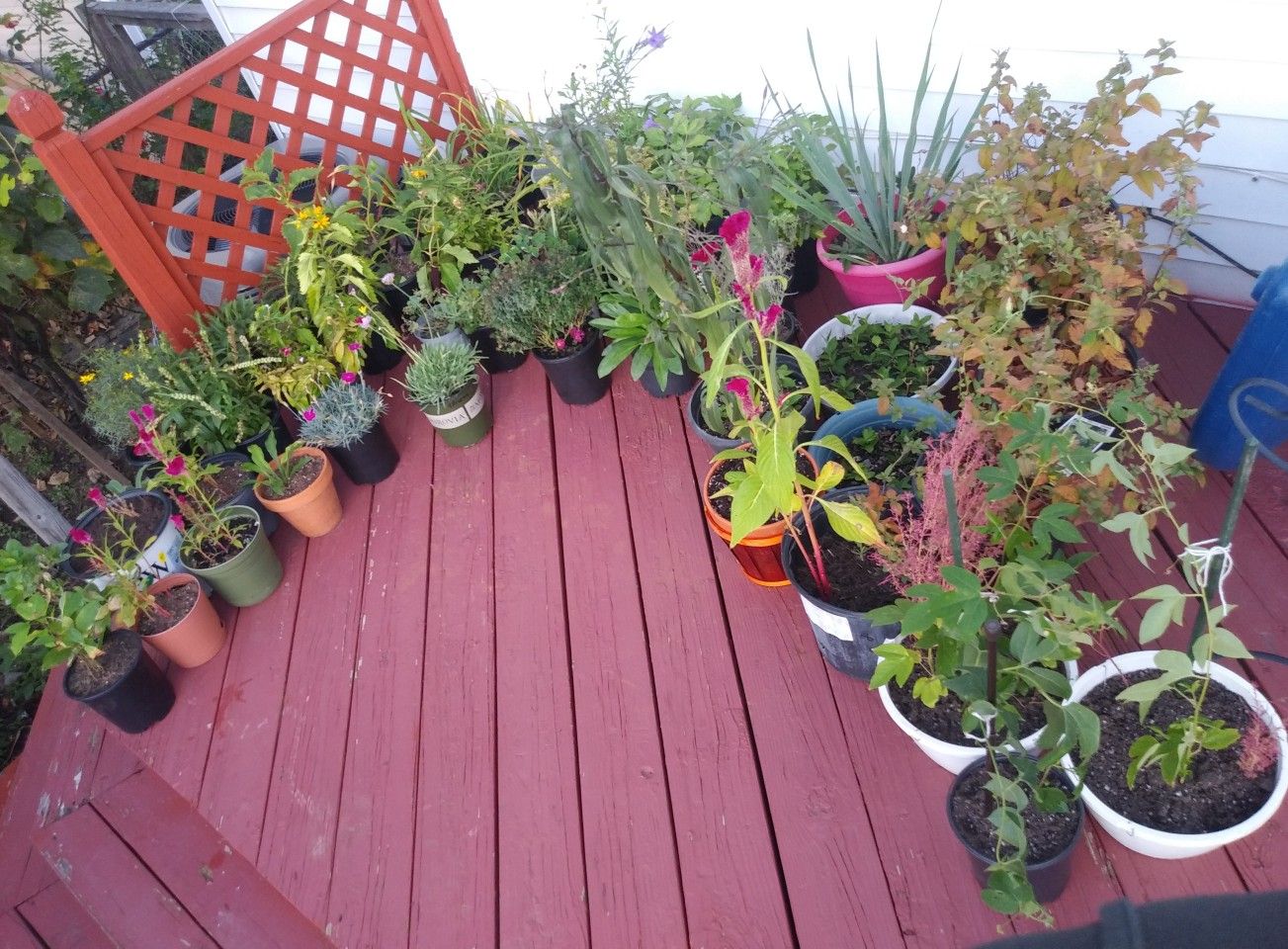 Perennial plants from$3-$5