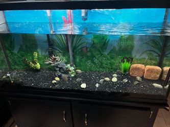 60 gallons Fish Tank Setup
