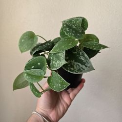 Silvery Ann pothos Live Plant 4 inch pot