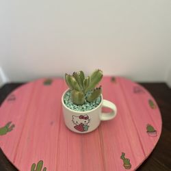 Mini Hello kitty Succulent 