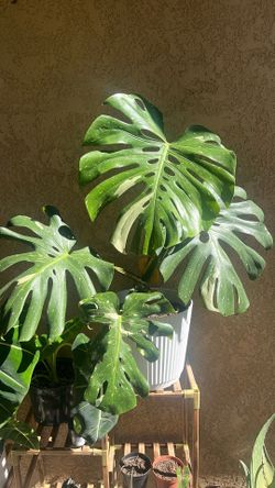 Monstera Thai con