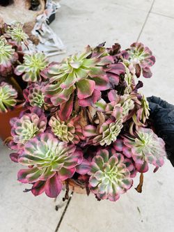 Pink Swarkin Aeonium Imported