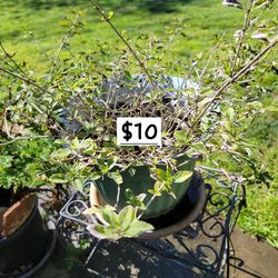 Plant in big pot, blooms yellow flowers