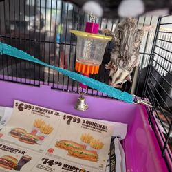 SUGAR GLIDERS