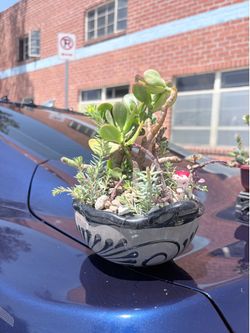 Handmade Mini Jade Bonsai – Succulent Fairy garden
