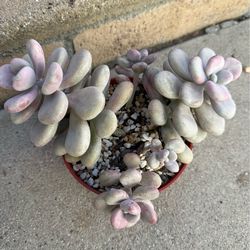 Moonstone Pachyphytum Oviferum Succulent