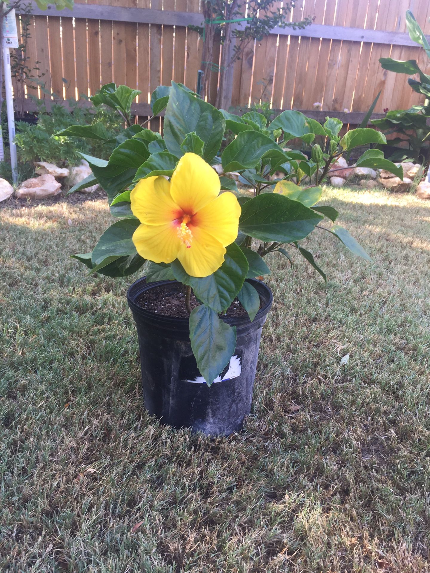 Beautiful yellow red eye wing hibiscus live plant