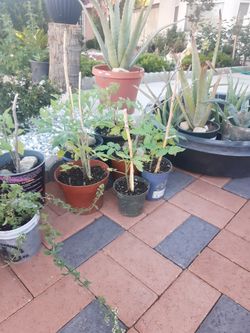 Tomates A 3.00 Cada Uno